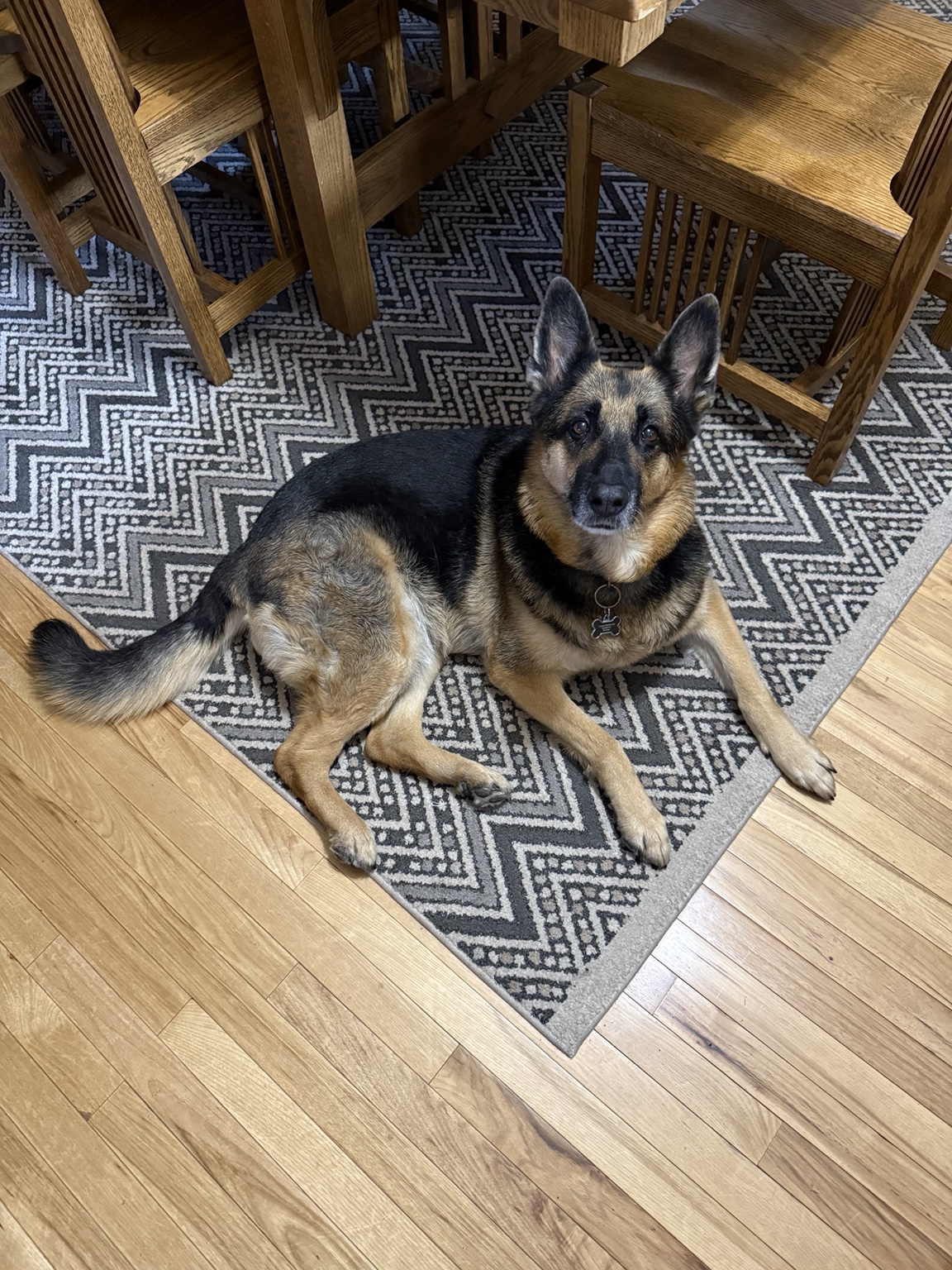 German Shepherd at home, representing companionship and connection